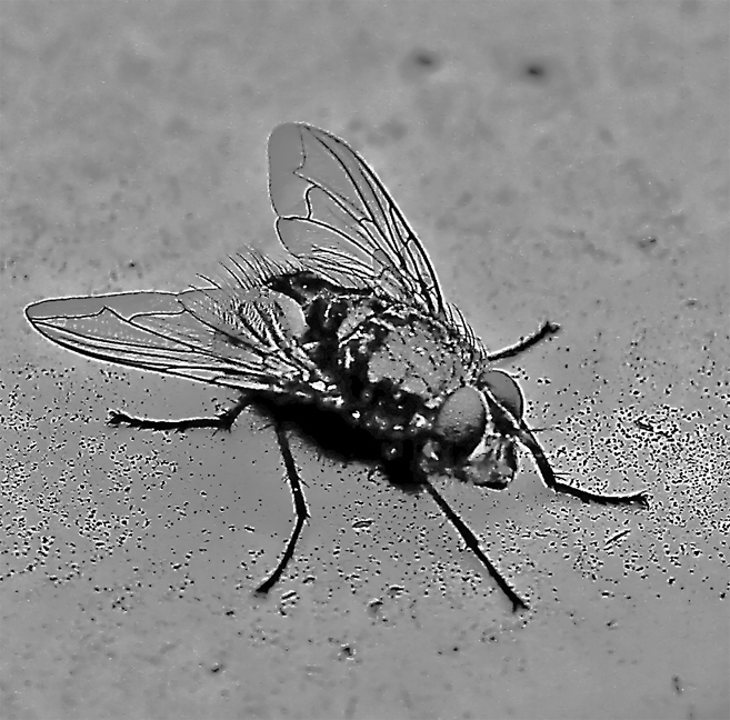 House Fly