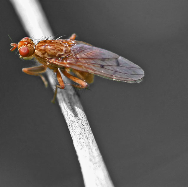 Fly Macro