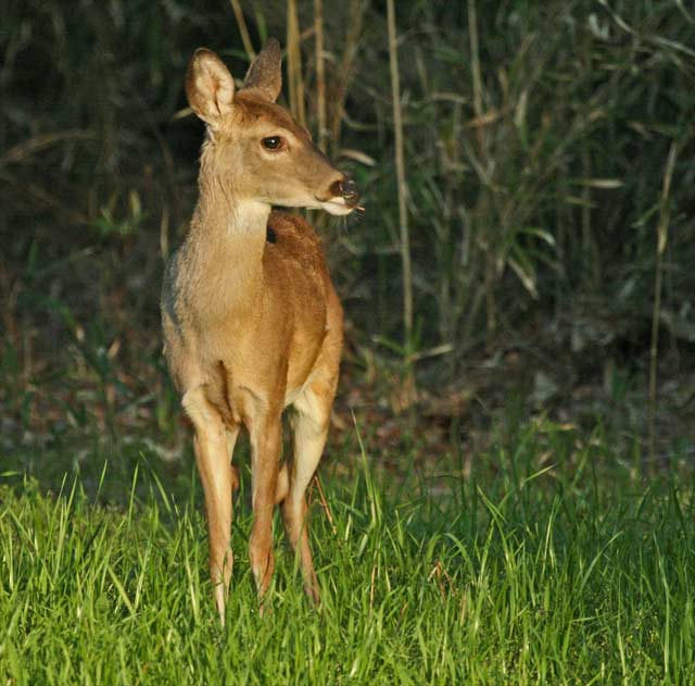 Deer