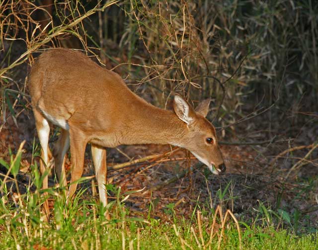 Young Whitetail Deer