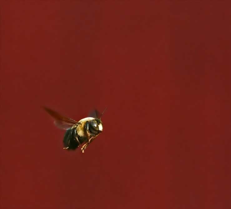 Bee In Flight