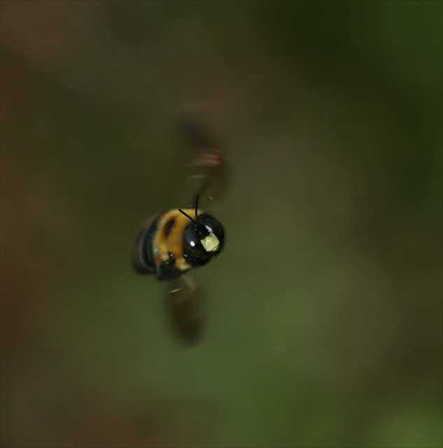 Highspeed Bee