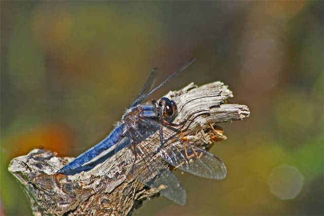 Perched Dragon