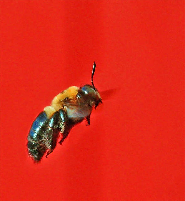 Flying Bee
