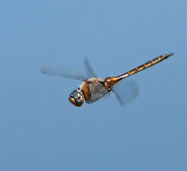 Flying Dragon