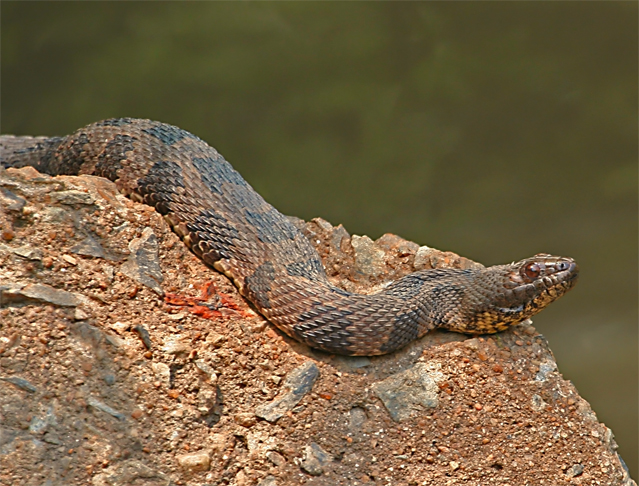Water Snake