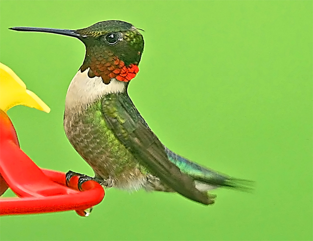 Hummer @ feeder