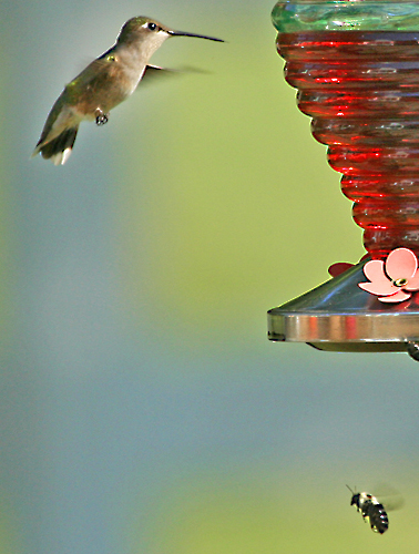 Hummingbee
