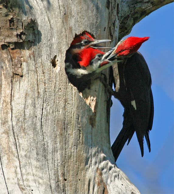 Pileated Feeding
