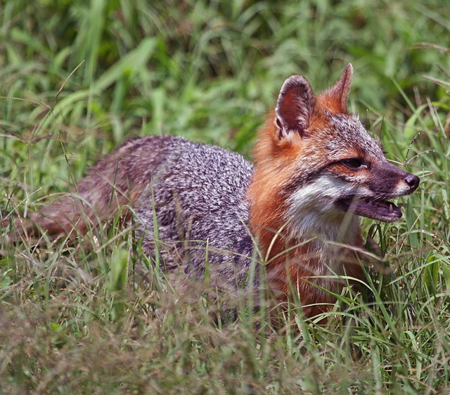 Gray Fox