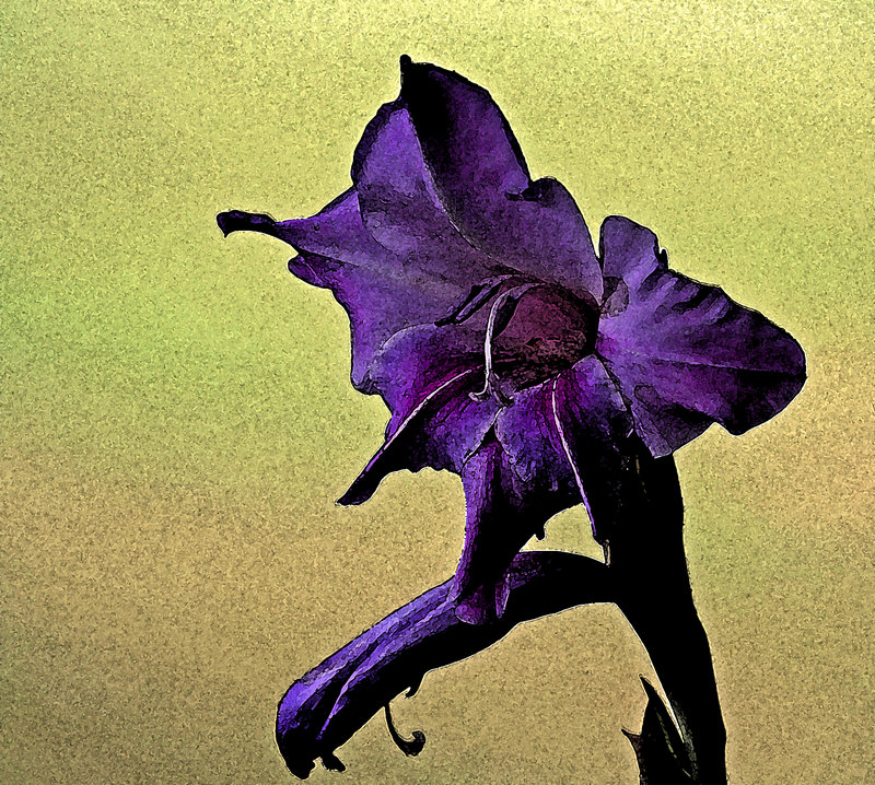 IMG_2282dpc.jpg