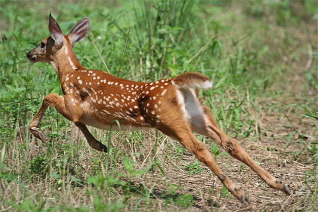 Running Fawn