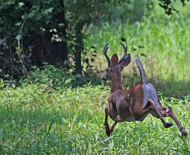 Running Buck