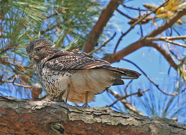 Juvenille Red Shouldered Hawk