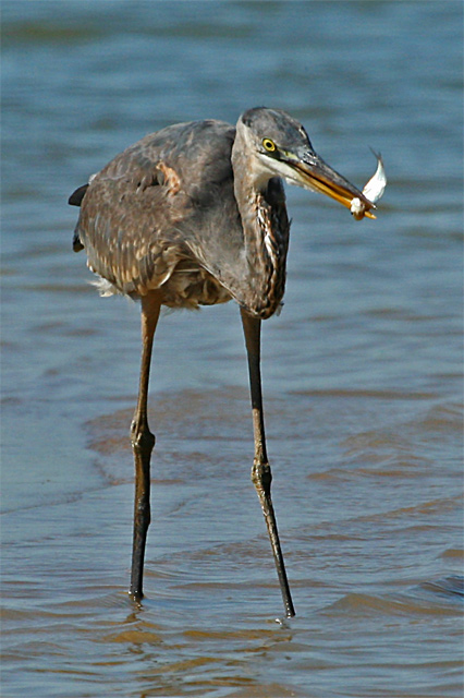 Great Blue Heron Feeding