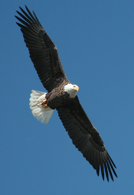Bald Eagle