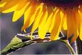 Warm Sunflower