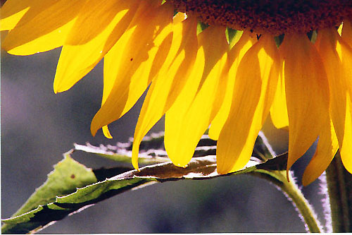 Warm Sunflower
