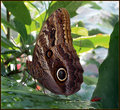Moth