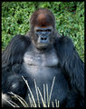 sfw-gorilla-1990.jpg