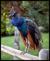 sfw-peacock-2005.jpg