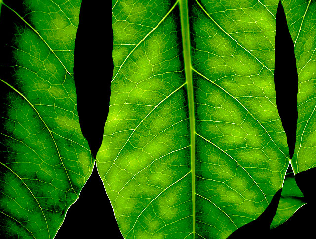 green II outake 6757.jpg
