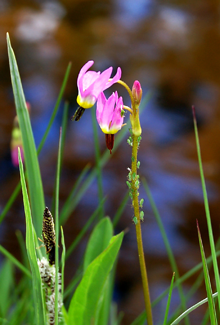 Wild flowers with guests
