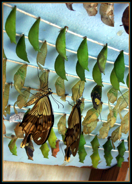 Awakening Butterflies