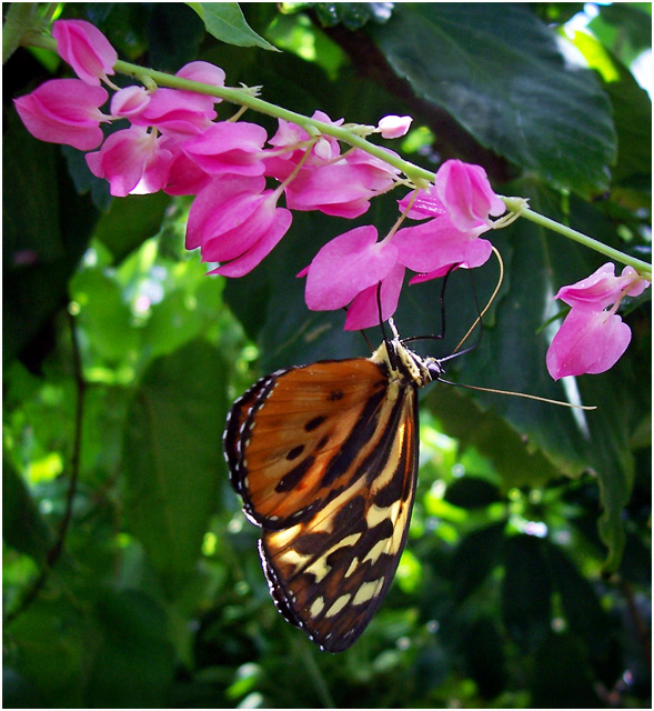 sfw-Butterfly-7315.jpg