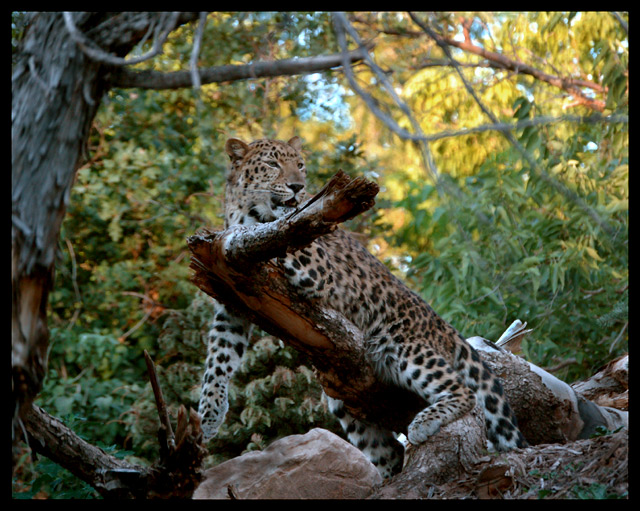 sfw-leopard1955.jpg
