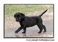 Black Labrador Puppy