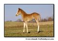 Foal Standing
