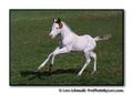 Paint Horse Foal Cantering