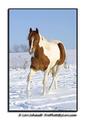 Paint Horse Trotting in Snow