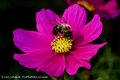 Cosmos & Bee