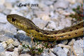 Eastern Garter Snake