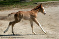 DBB Blazing Blue Bar 1 Day old