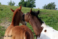 Blaze and Eb Playing