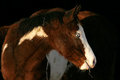 Outake Pet Portrait II