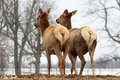 Elk in winter