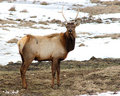 Male Elk