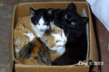 Four Cats in a Box