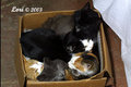 Five Cats in a Box