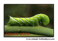 Tomato worm