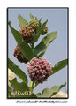 Milkweed Plant with Flowers