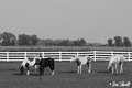Day 10 - B&W