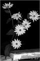 Day 20 - B&W