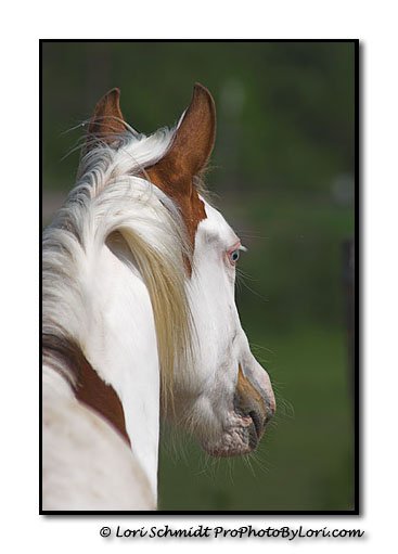 Horse Portrait