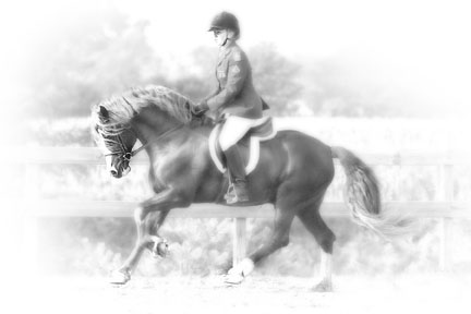 Welsh Cob Cantering Porcelain