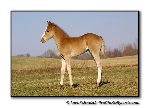 Foal Standing